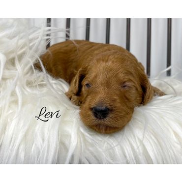 F1b Goldendoodle Puppy
