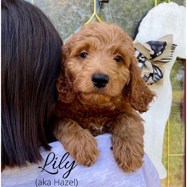 F1b Goldendoodle Puppy