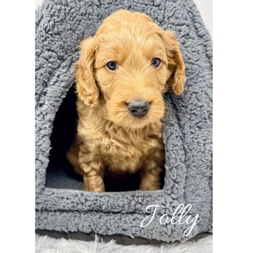 F1b Goldendoodle Puppy