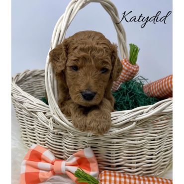 F1bb Goldendoodle puppy