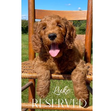 F1b Goldendoodle Puppy