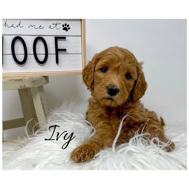 F1b Labradoodle Puppy