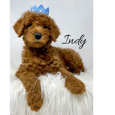 F1b Labradoodle Puppy