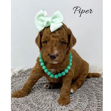 Mini Goldendoodle