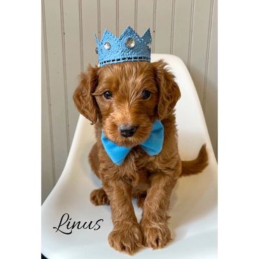 F1b Goldendoodle Puppy