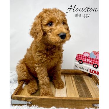 F1b Labradoodle Puppy