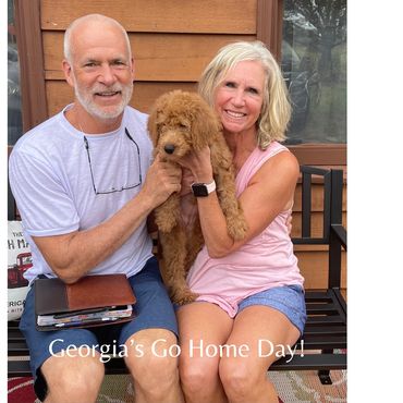 F1b Labradoodle Puppy