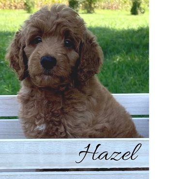 F1b Goldendoodle Puppy