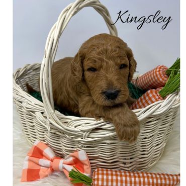 F1bb Goldendoodle puppy