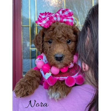Mini Goldendoodle