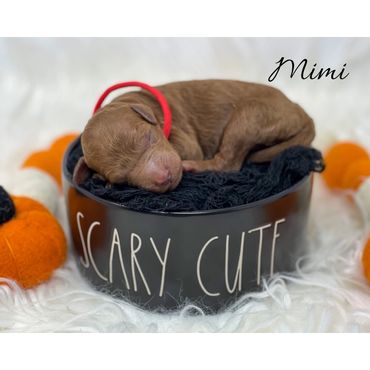 F1b Labradoodle puppy