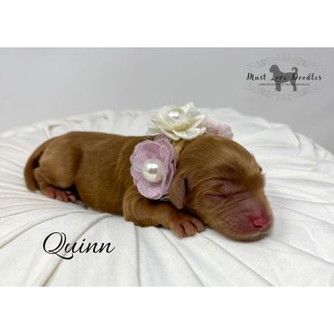 Mini Labradoodle Puppy