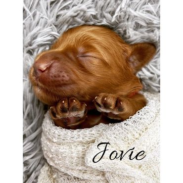 F1b Goldendoodle Puppy