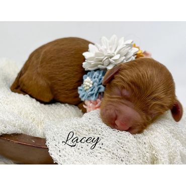 F1b Goldendoodle Puppy