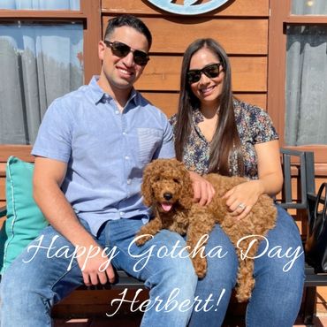 F1b Goldendoodle Puppy