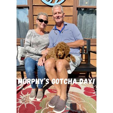 F1b Goldendoodle Puppy