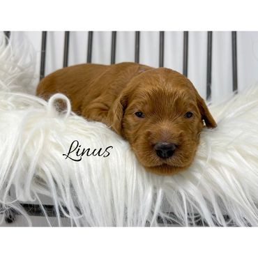 F1b Goldendoodle Puppy