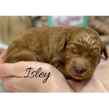 F1b Labradoodle Puppy