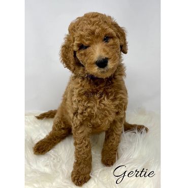 F1b Labradoodle Puppy