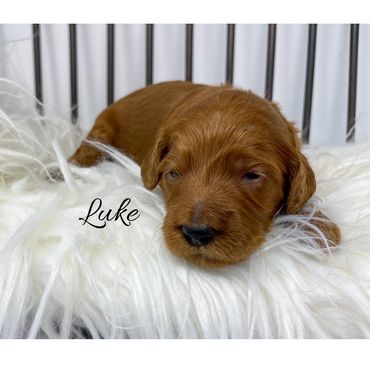 F1b Goldendoodle Puppy