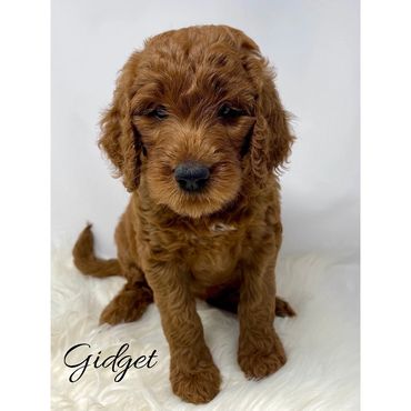 F1b Labradoodle Puppy