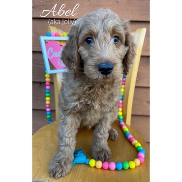 F1b Goldendoodle Puppy