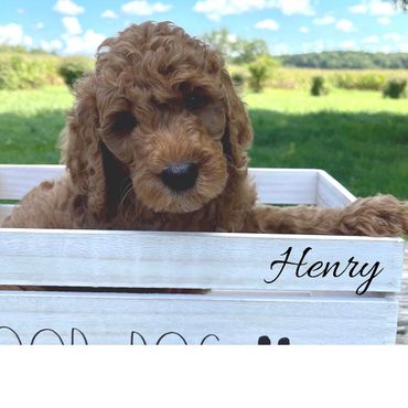 F1b Goldendoodle Puppy