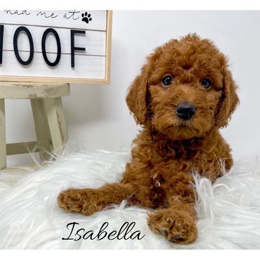F1b Labradoodle Puppy