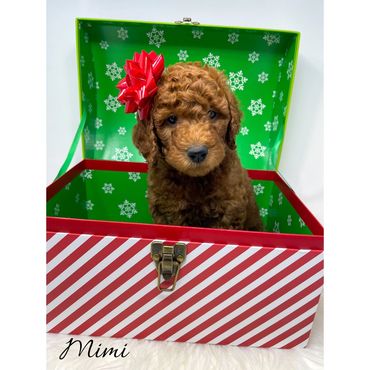Red Labradoodle Puppy