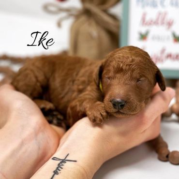 F1b Labradoodle Puppy