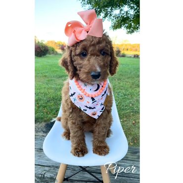 Mini Goldendoodle