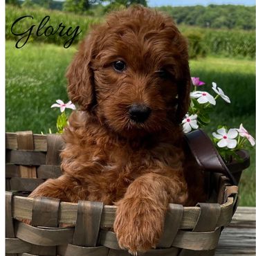 F1b Labradoodle Puppy