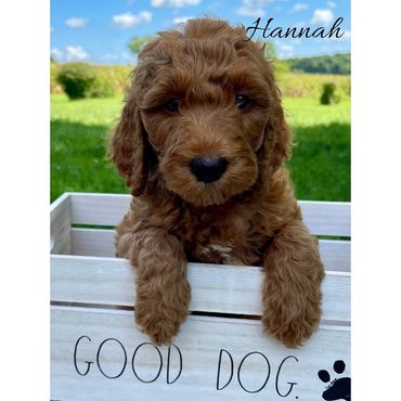 F1b Goldendoodle Puppy