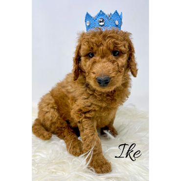 F1b Labradoodle Puppy