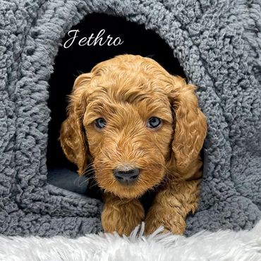 F1b Goldendoodle Puppy