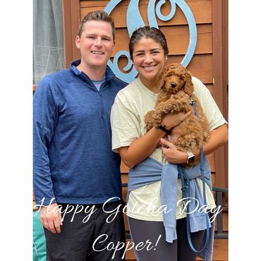 F1b Goldendoodle Puppy