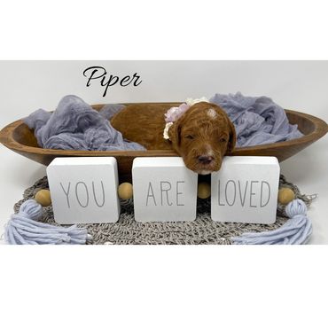 Mini Goldendoodle