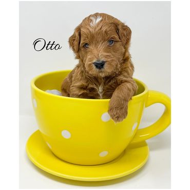 Mini Labradoodle