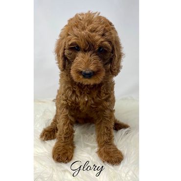 F1b Labradoodle Puppy