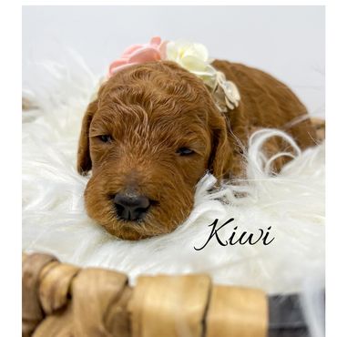 F1bb Goldendoodle puppy