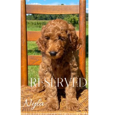 F1b Goldendoodle Puppy