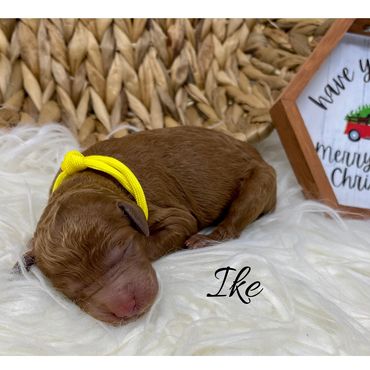 F1b Labradoodle Puppy