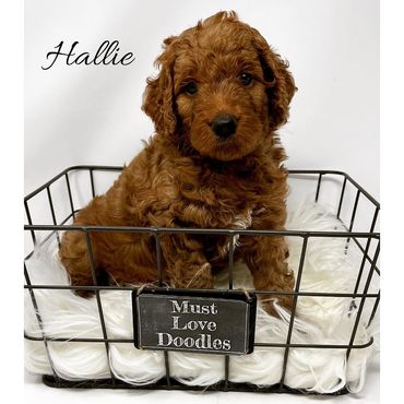 F1b Goldendoodle Puppy
