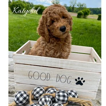 F1bb Goldendoodle puppy