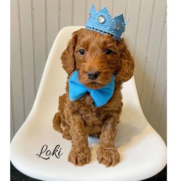 F1b Goldendoodle Puppy