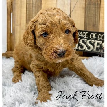 F1b Goldendoodle Puppy