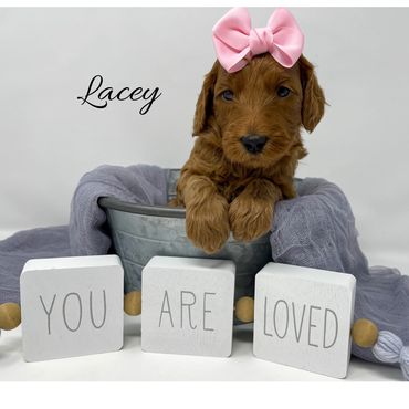 F1b Goldendoodle Puppy