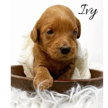 F1b Labradoodle Puppy