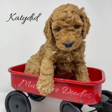 F1bb Goldendoodle puppy