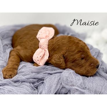 F1b Labradoodle puppy